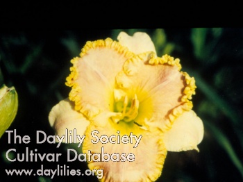 Daylily Westbourne Tennessee